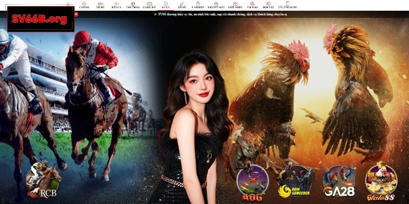 Đá gà – Mãn nhãn với những trận hùng kê tranh hùng nảy lửa